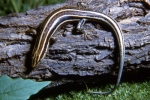 Five-Lined Skink - Male - By:Tom Diez