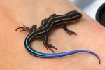 Five-Lined Skink - By:Brandon Curtis
