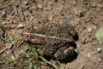 American Toad - By: Don Becker