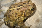 American Toad - By: Don Becker