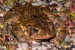 American Toad - By: Jeff Hankey