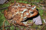 American Toad - By: Wayne Fidler