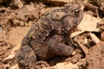 American Toad - By: Jeff Hankey