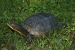 Blandings Turtle - Don Becker