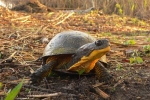 Blanding’s Turtle - By: Jeff Hankey