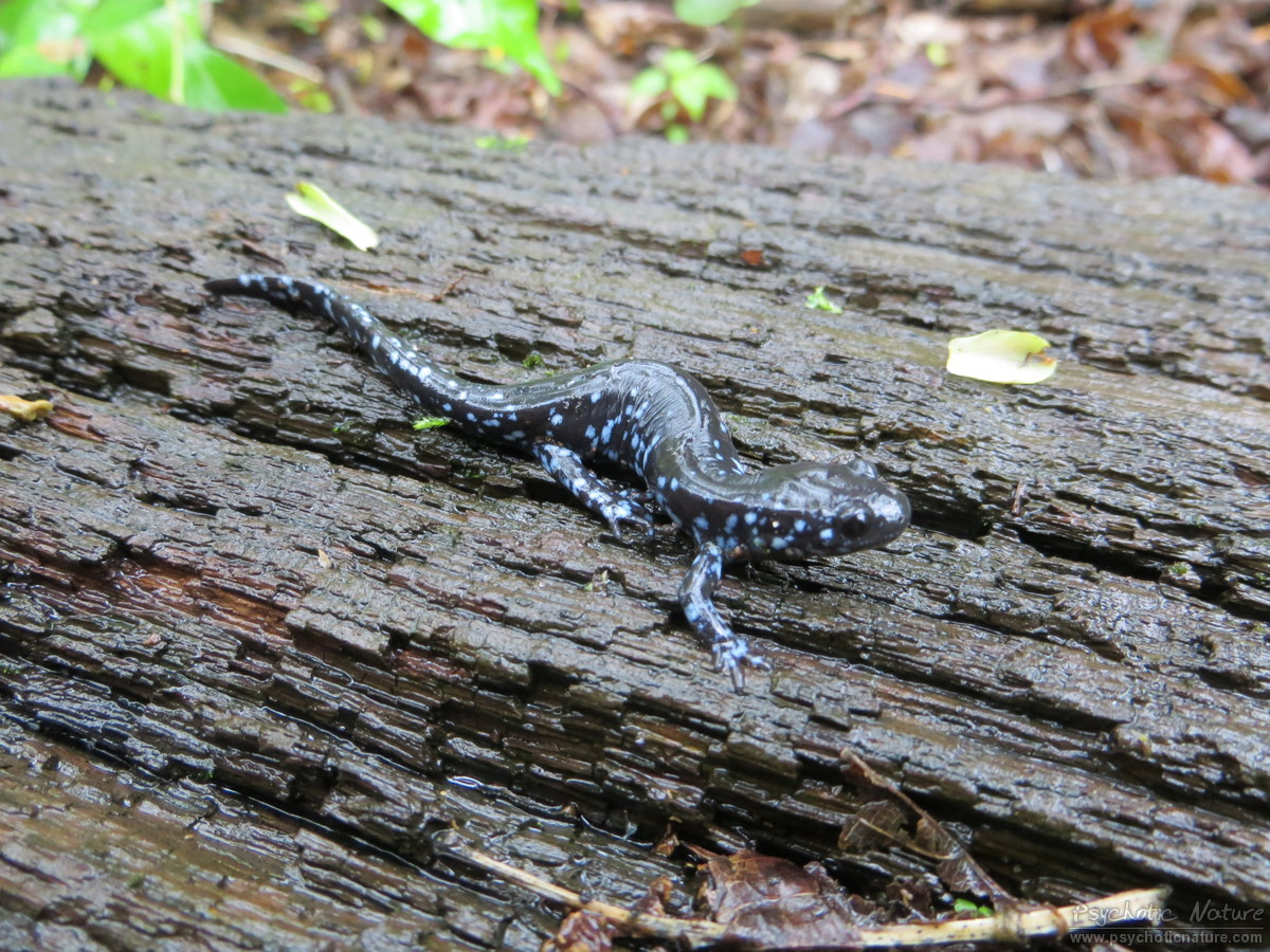 Blue-Spotted Salamander – PA HERP IDENTIFICATION