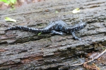 Blue-spotted Salamander - Don Becker