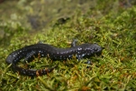 Blue-spotted Salamander - Don Becker