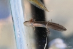 Blue-spotted Salamander By: David J. Hand