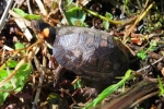 Bog Turtle - By: Bob Bull