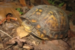 Eastern Box Turtle - By:  Don Becker