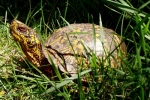 Eastern Box Turtle - By: Bob Hamilton