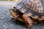 Eastern Box Turtle - By: Billy Brown