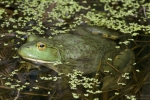 Bullfrog By: Don Becker
