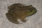 Bullfrog By: Don Becker