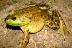 Bullfrog - By: Bob Hamilton