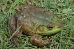 Bullfrog - By: Wayne Fidler