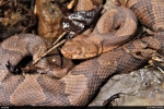 Northern  Copperhead - Phil Dunning