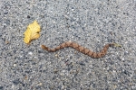 Northern  Copperhead - Dave Hughes