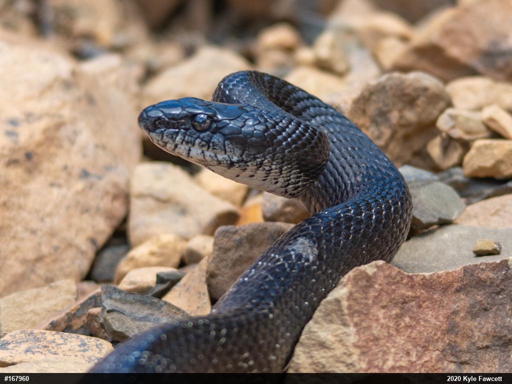 Black rat snake oklahoma