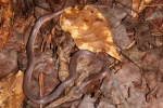 Worm Snake - Juvenile By: Jason Poston