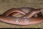Worm Snake - By: Chris Bortz