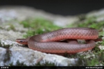 Worm Snake - By: Bob Ferguson
