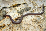 Worm Snake - - By: Bob Hamilton