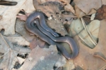 Worm Snake - - By: Billy Brown
