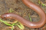 Worm Snake - - By: Wayne Fidler