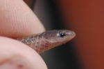 Worm Snake - Head Shot - By: Scott Moser