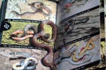 Worm Snake - - By: Scott Moser