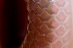 Worm Snake - - By: Scott Moser