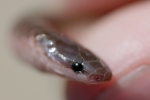 Worm Snake - Head Shot - By: Scott Moser