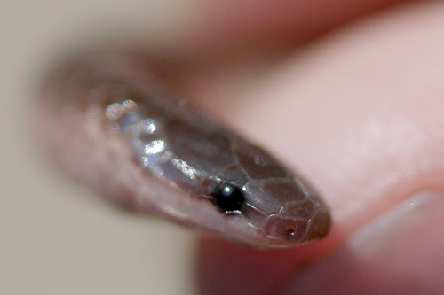 Eastern worm snake