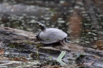 Eastern Painted Turtle By: Kyle Fawcett