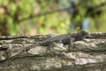 Eastern Fence Lizard - By:  Don Becker