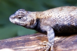 Eastern Fence Lizard - Male - By: Tom Diez