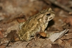 Fowler\'s Toad - By: Don Becker