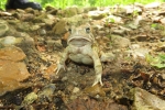 Fowler\'s Toad - By: Don Becker
