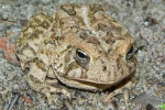 Fowler\'s Toad - By: Jeff Hankey