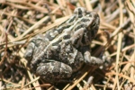 Fowler\'s Toad - By: Kyle Loucks