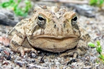 Fowler\'s Toad - By: Jeff Hankey