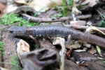 Four-toed Salamander - By: Dave Emma