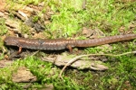 Four-toed Salamander - By: Dave Emma