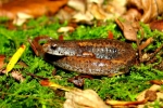 Four-toed Salamander - By: Bob Hamilton