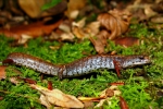 Four-toed Salamander - By: Bob Hamilton
