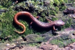 Four-toed Salamander - By: Tom Diez