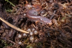 Four-toed Salamander - By: Joe Wilson