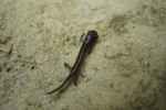 Four-Toed Salamander By: Don Becker